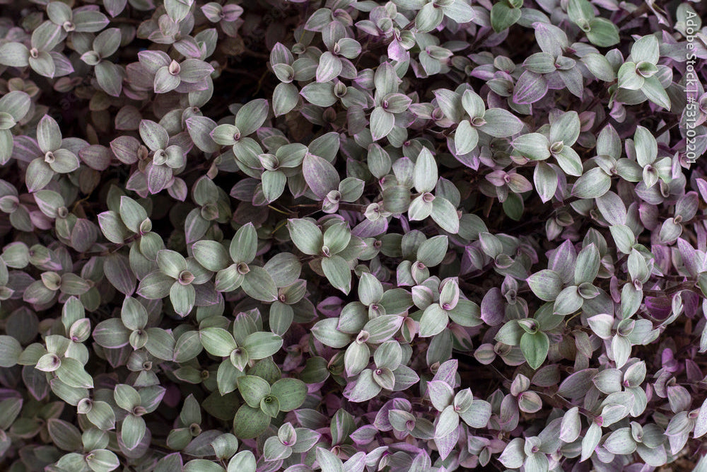 CALLISIA REPENS PINK LADY
