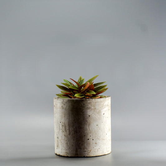 PEPEROMIA CAPERATA ROSSO