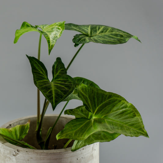 SYNGONIUM PLATEADO L