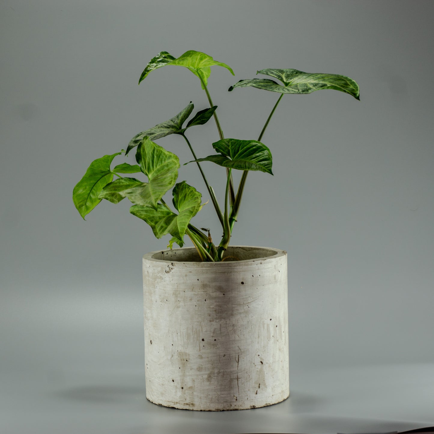 SYNGONIUM PLATEADO L