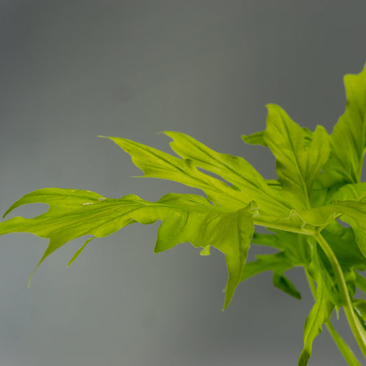 PHILODENDRON WARSCEWICZII FLAVUM L