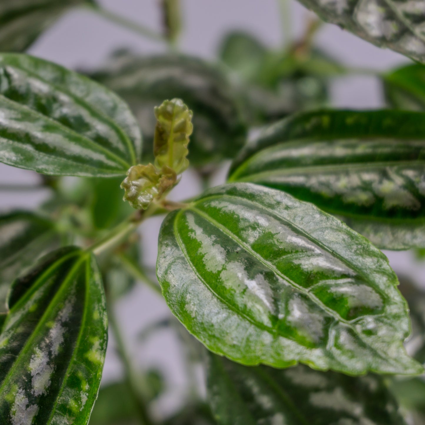 PILEA CADIEREI