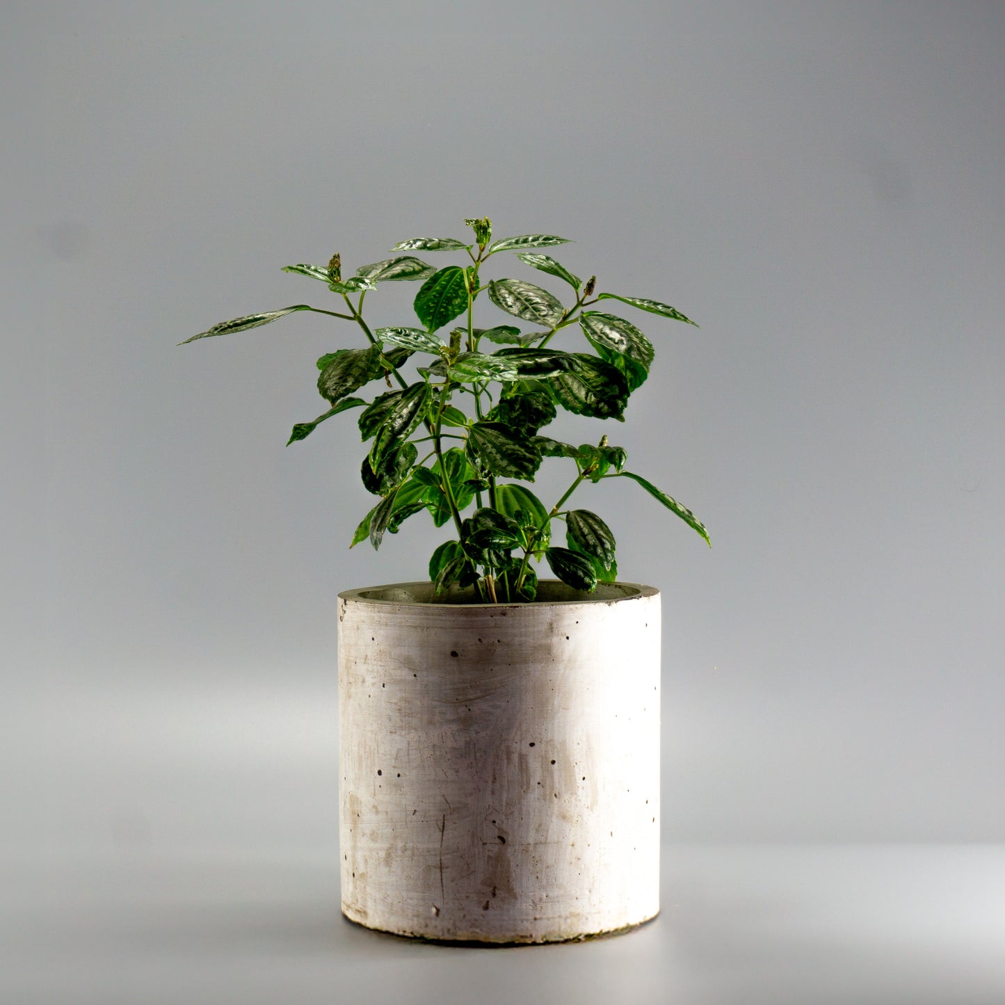 PILEA CADIEREI