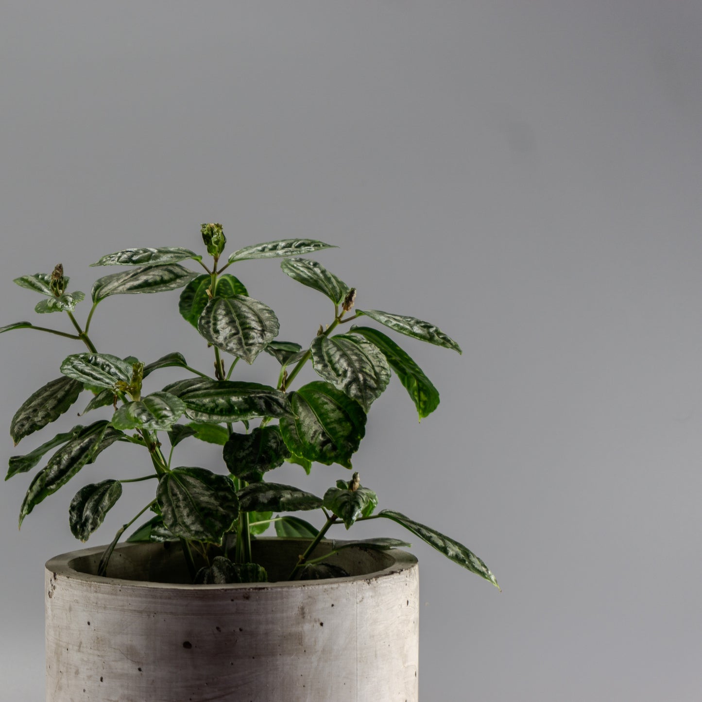 PILEA CADIEREI