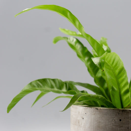 ASPLENIUM NIDUS VENUS