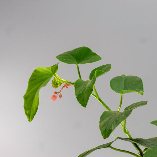 BEGONIA CORAZON DE MARIA