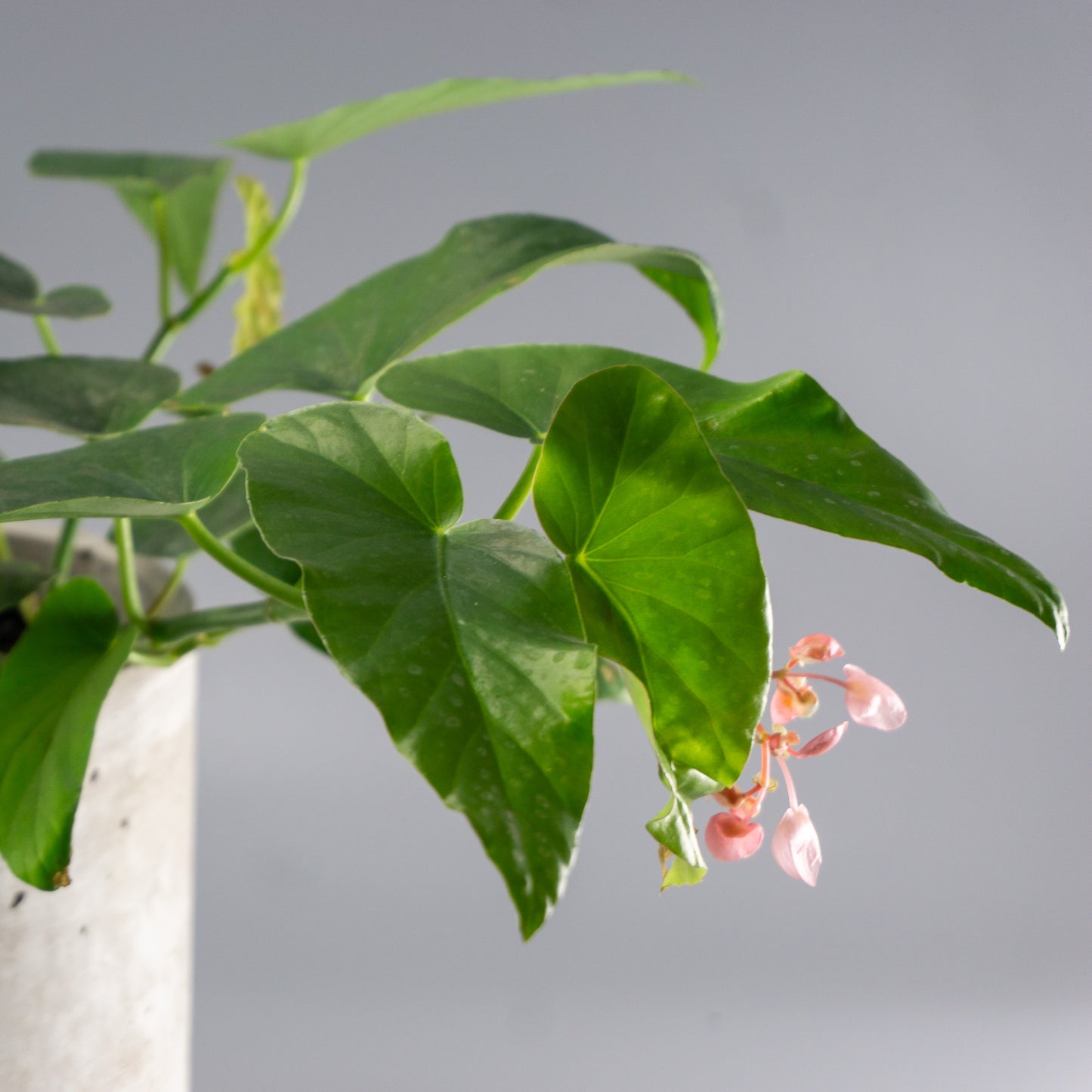 BEGONIA CORAZON DE MARIA
