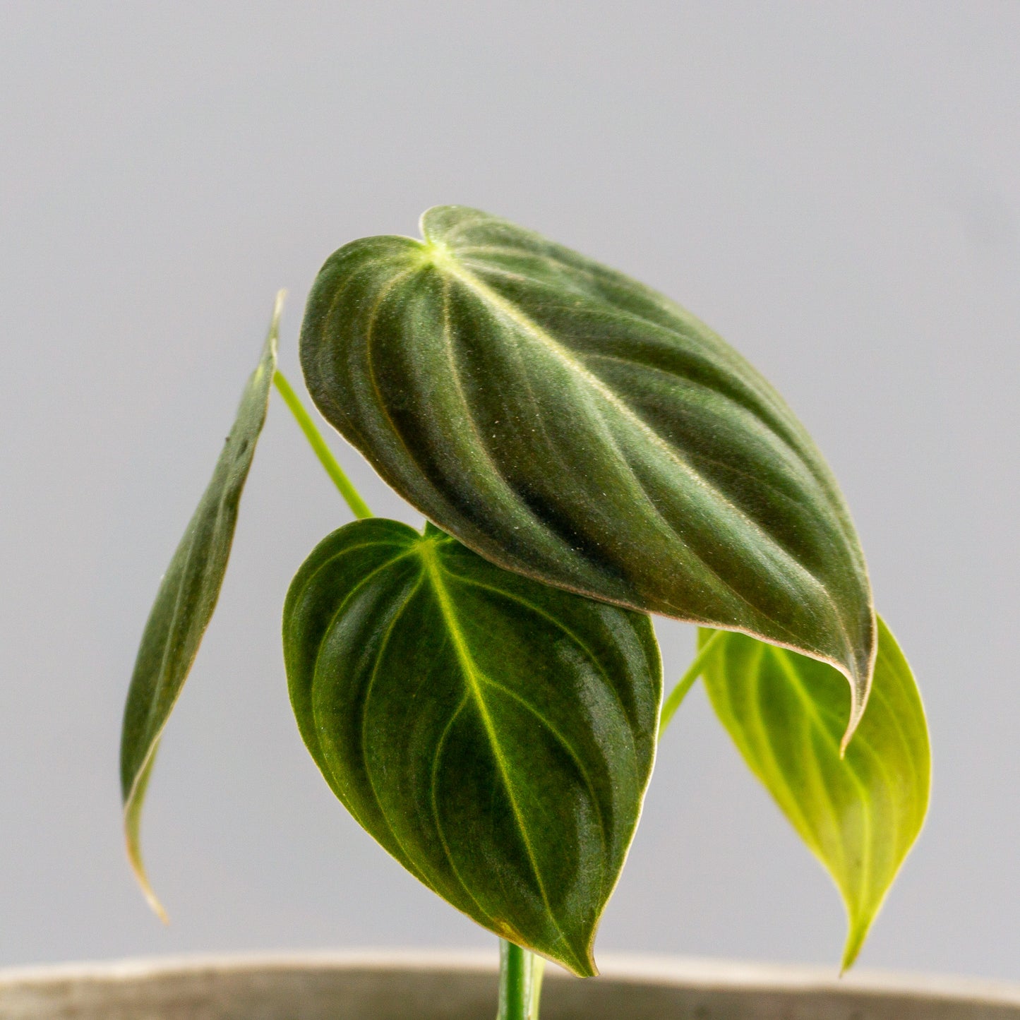 PHILODENDRON MELANOCHRYSUM