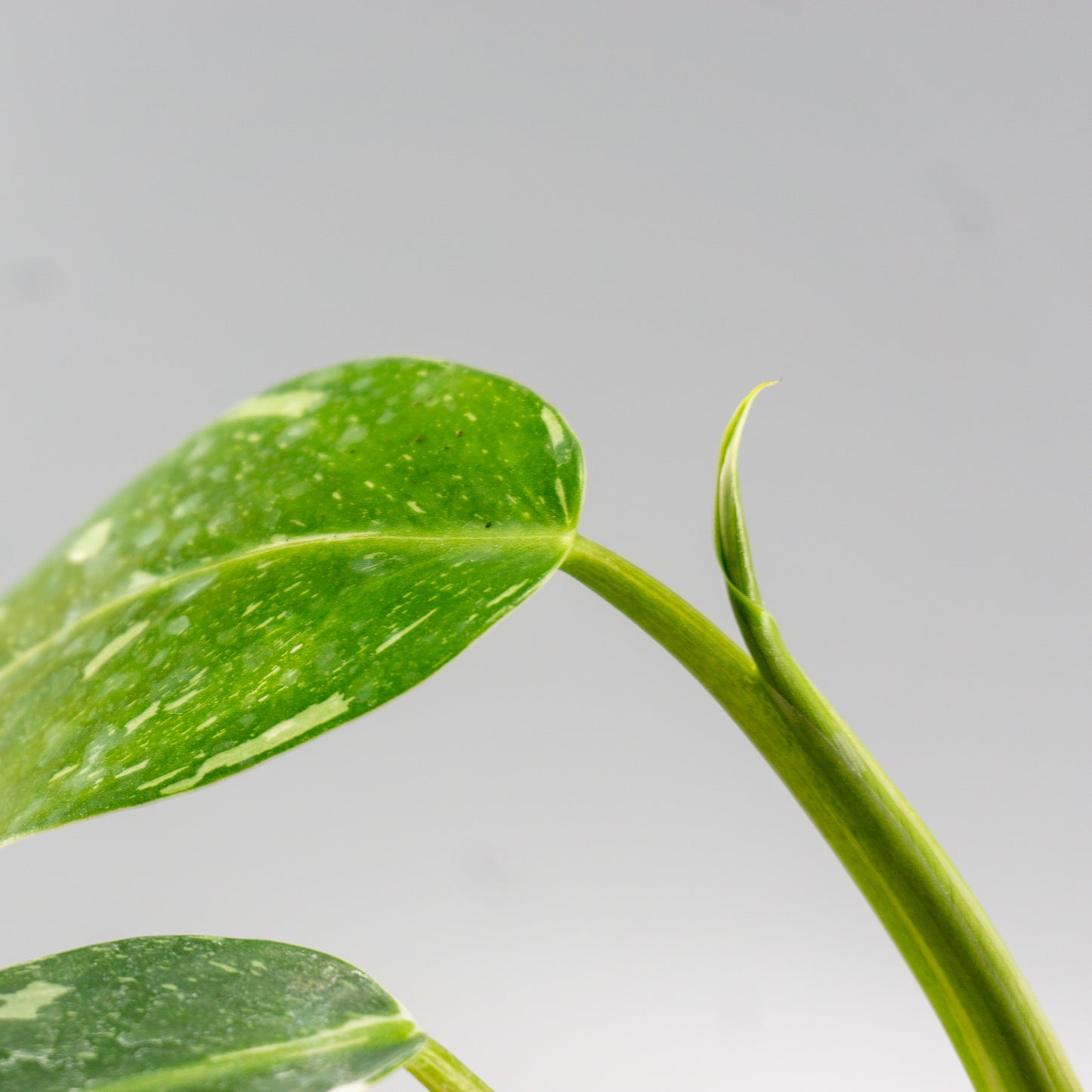 PHILODENDRON WHITE WIZARD