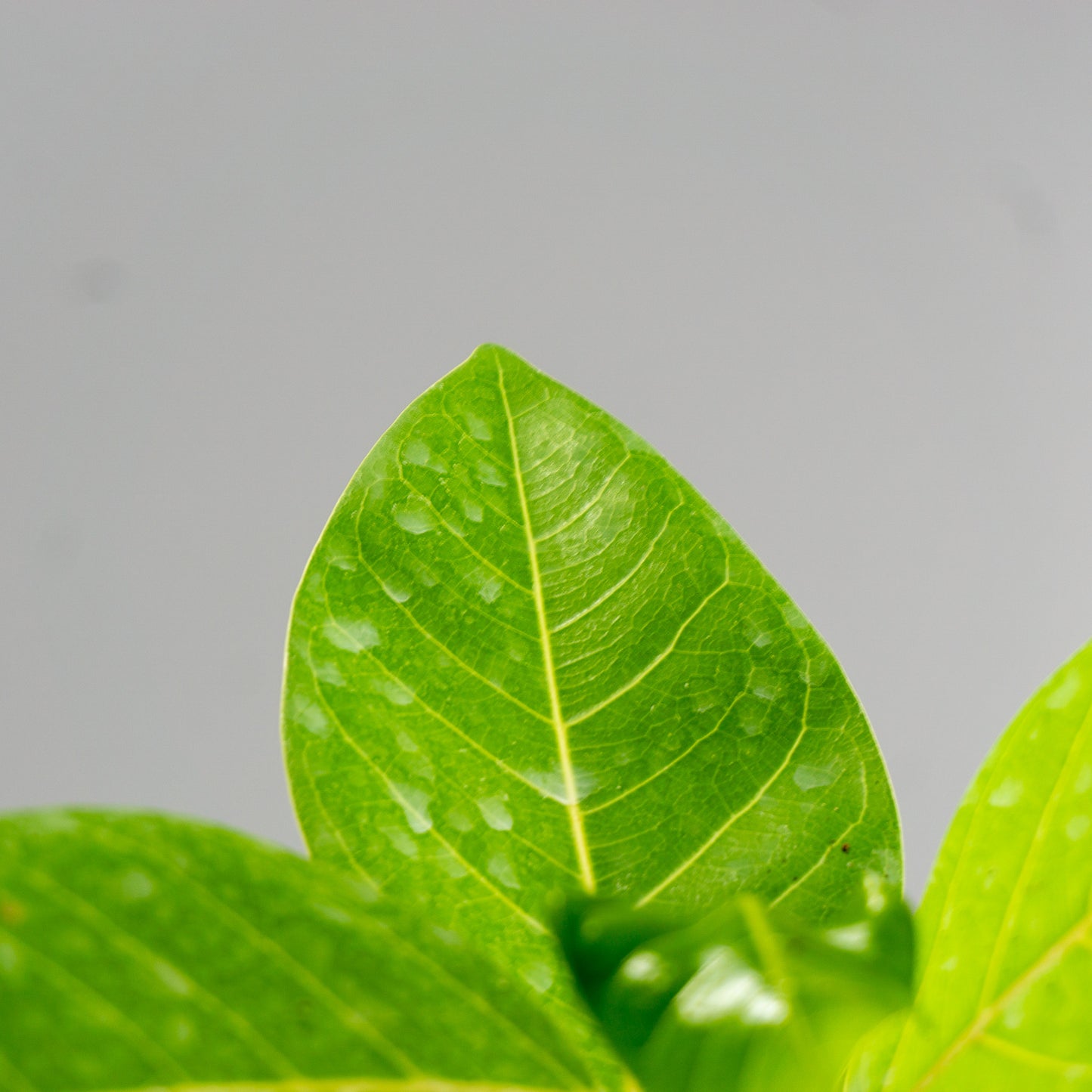 FICUS BENGHALENSIS GOLD