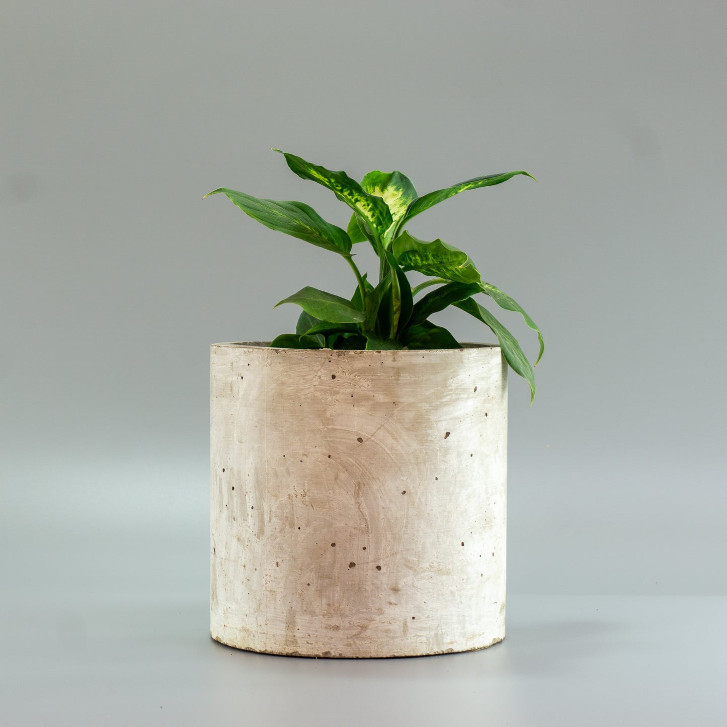 DIEFFENBACHIA