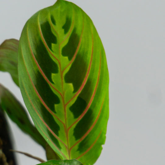 MARANTA LEUCONERA