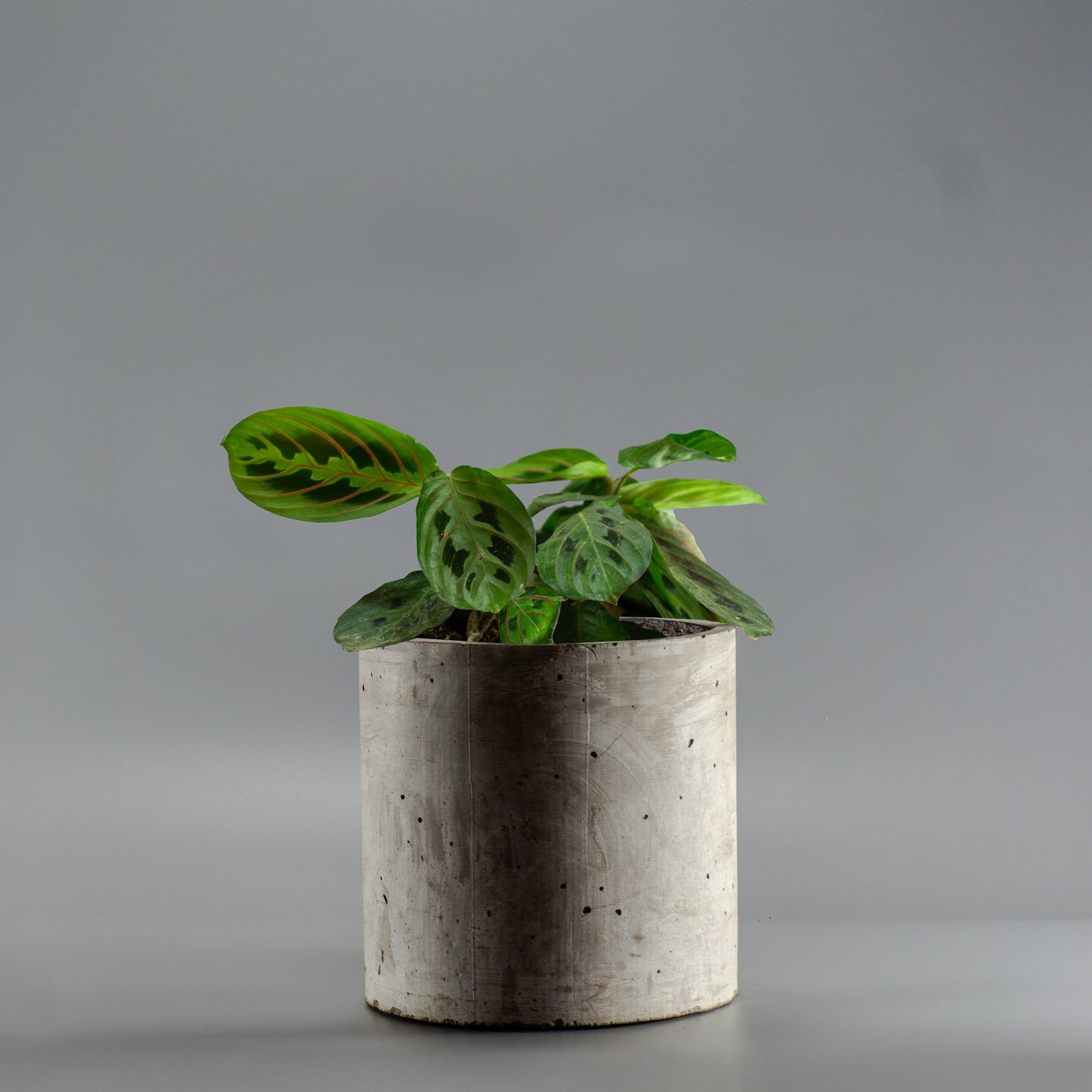 MARANTA LEUCONERA