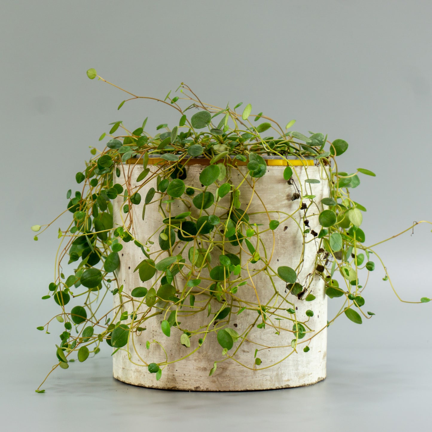 PEPEROMIA ROTUNDIFLORA