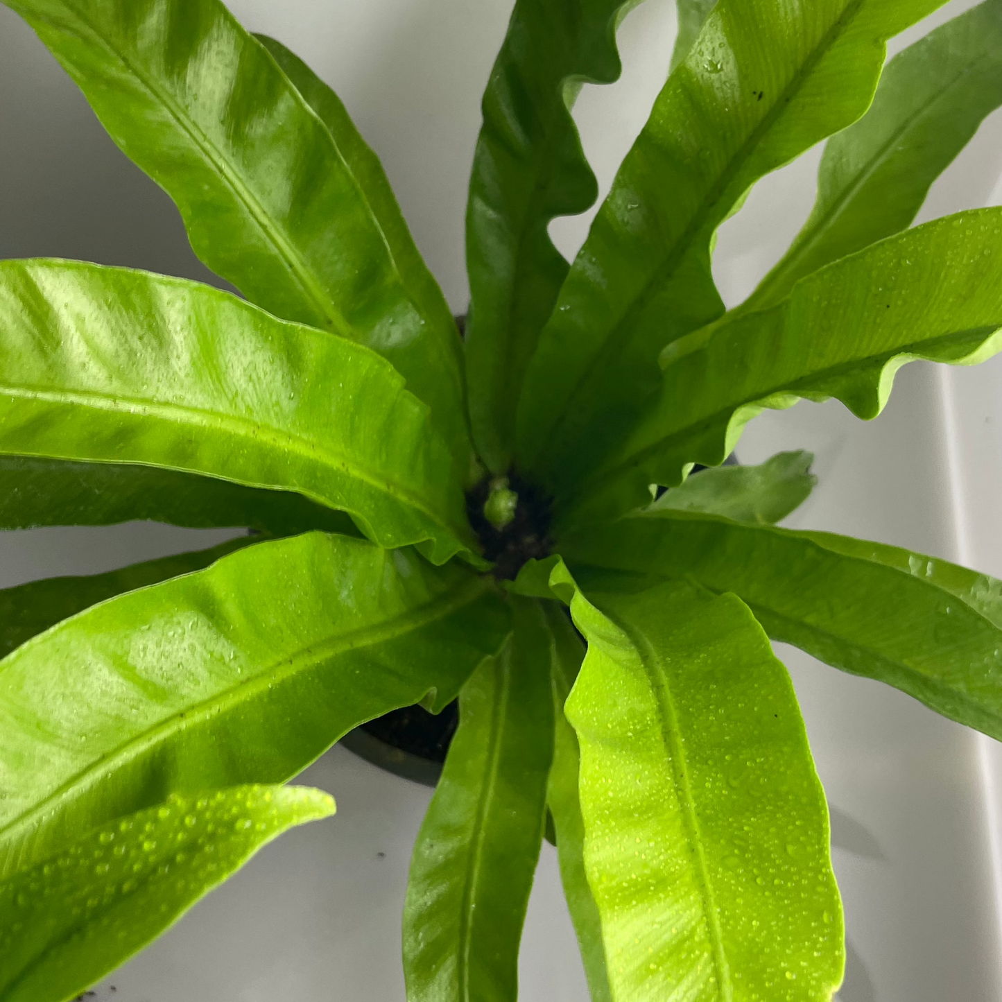 ASPLENIUM NIDUS VENUS