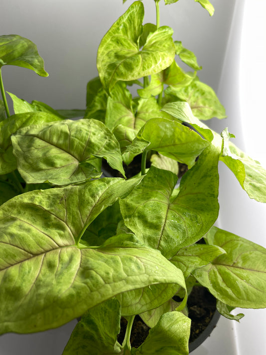 SYNGONIUM GOLDEN ALLUSION M