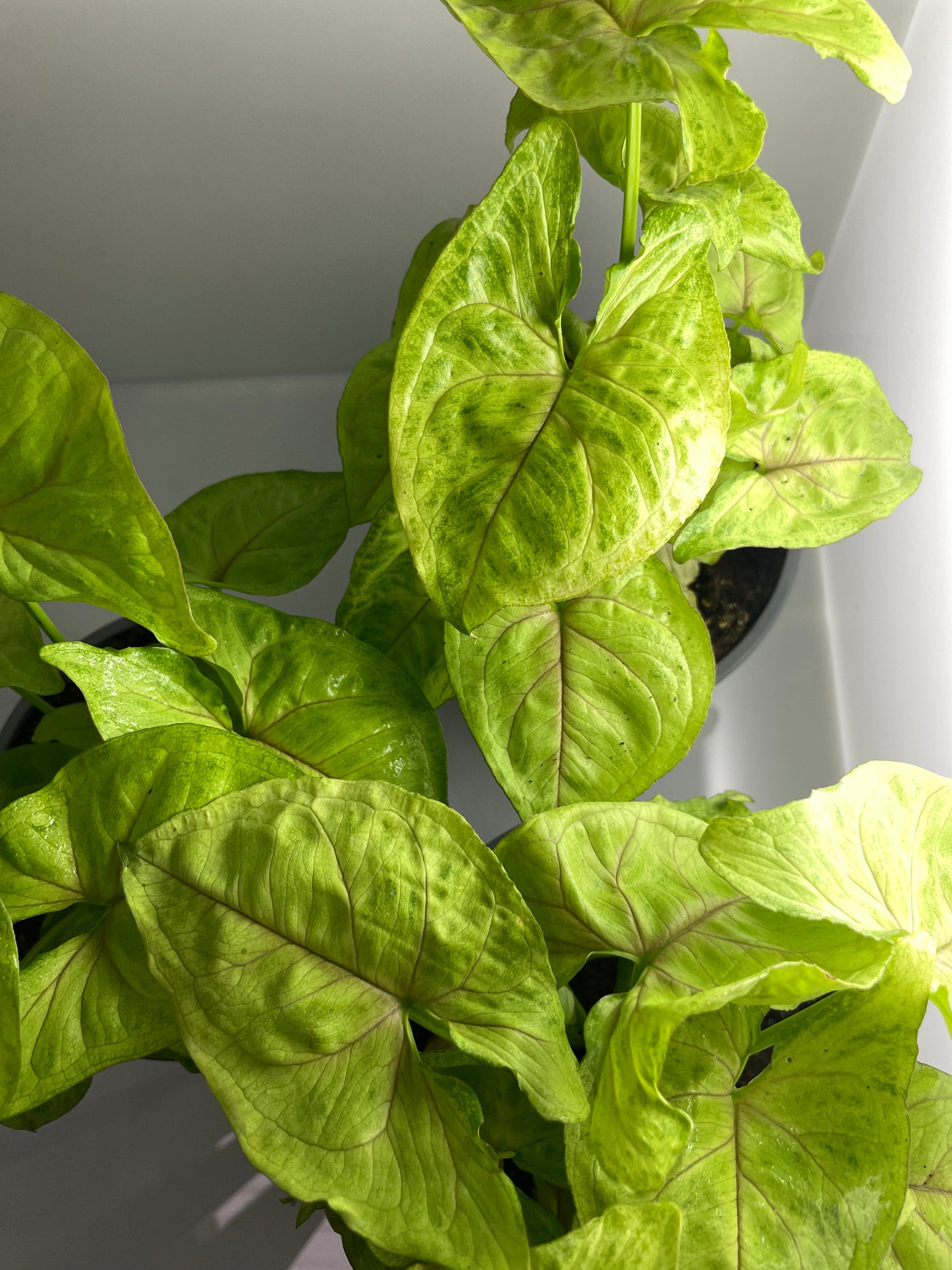 SYNGONIUM GOLDEN ALLUSION M