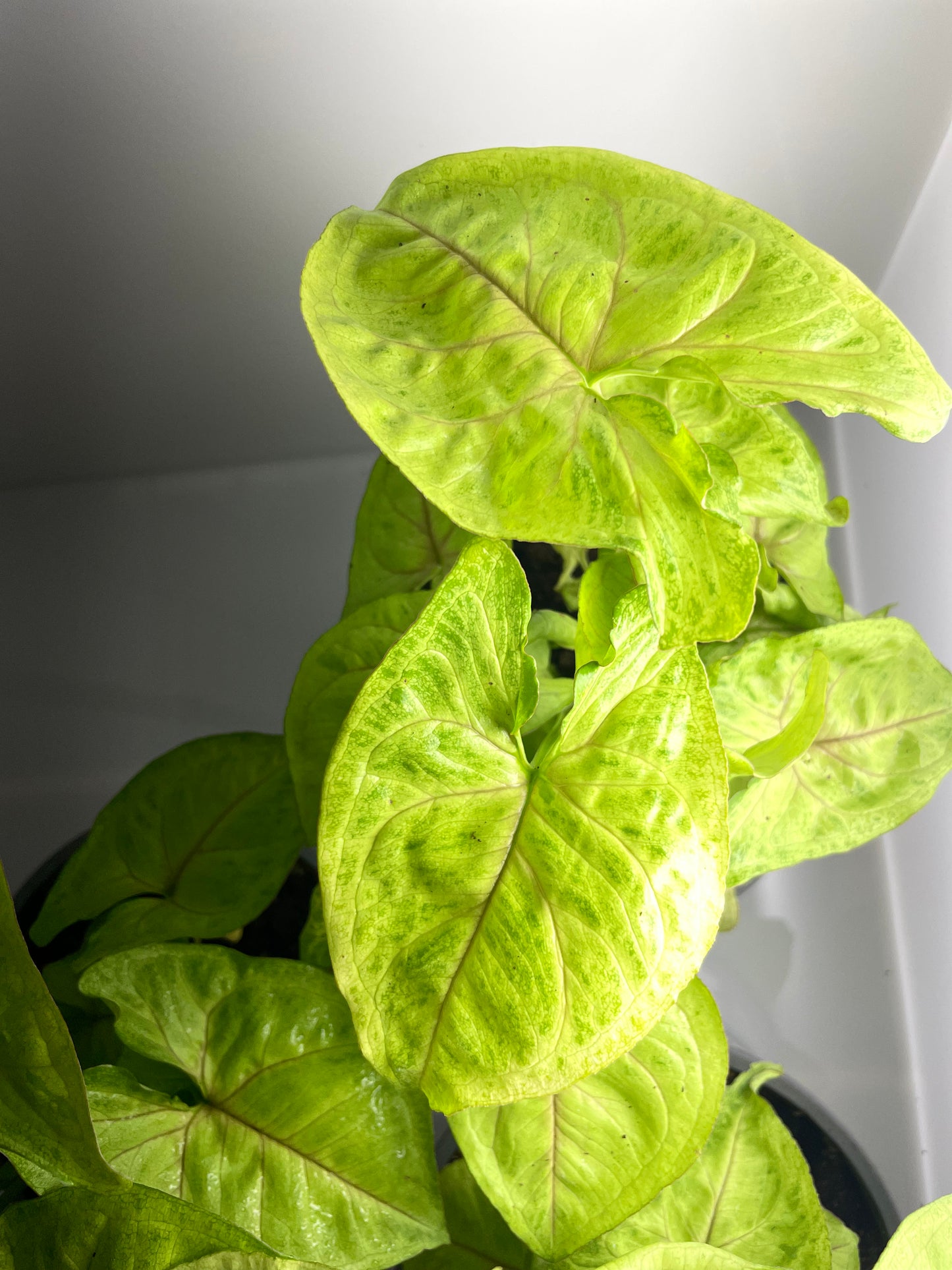 SYNGONIUM GOLDEN ALLUSION M