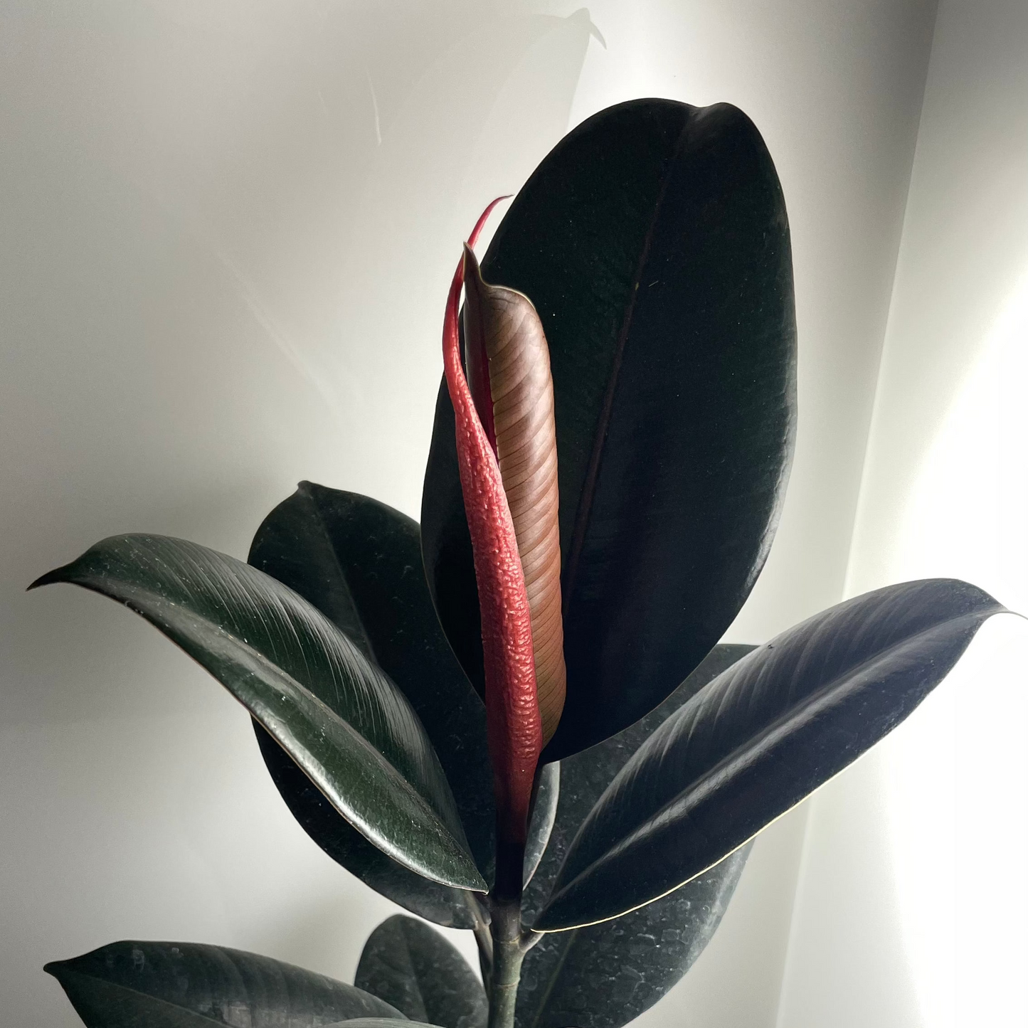 Gomero Burgundy