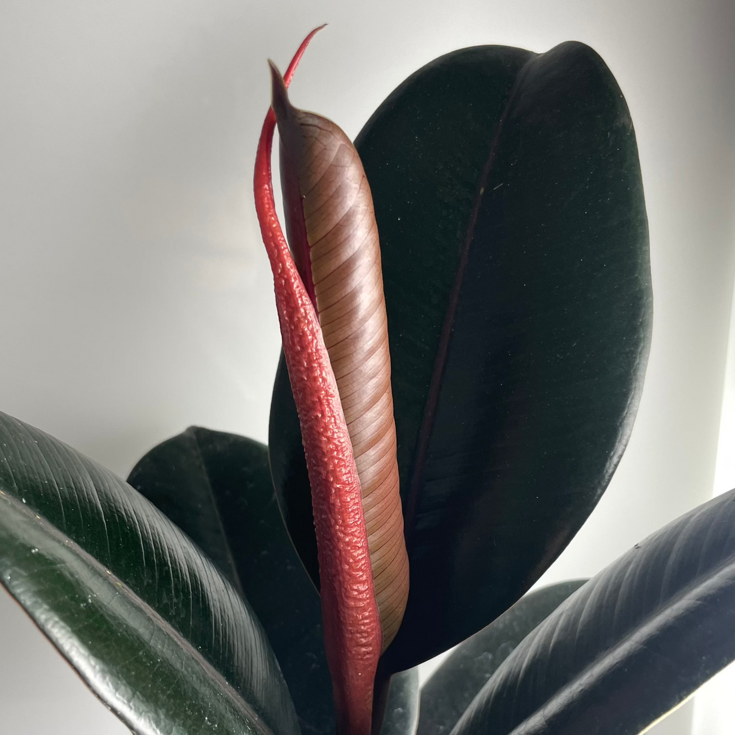 Gomero Burgundy