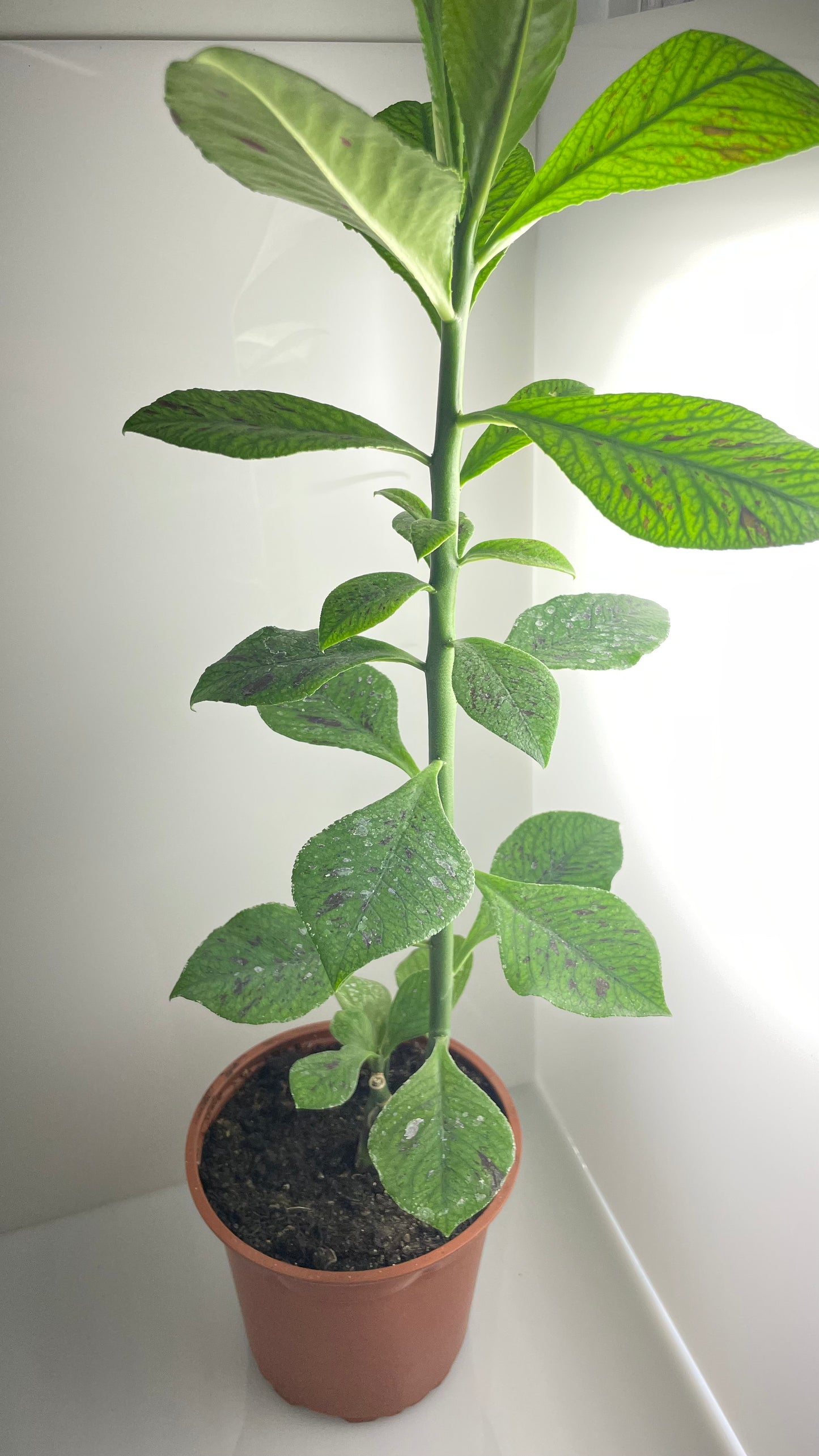 GOMERO INDIO