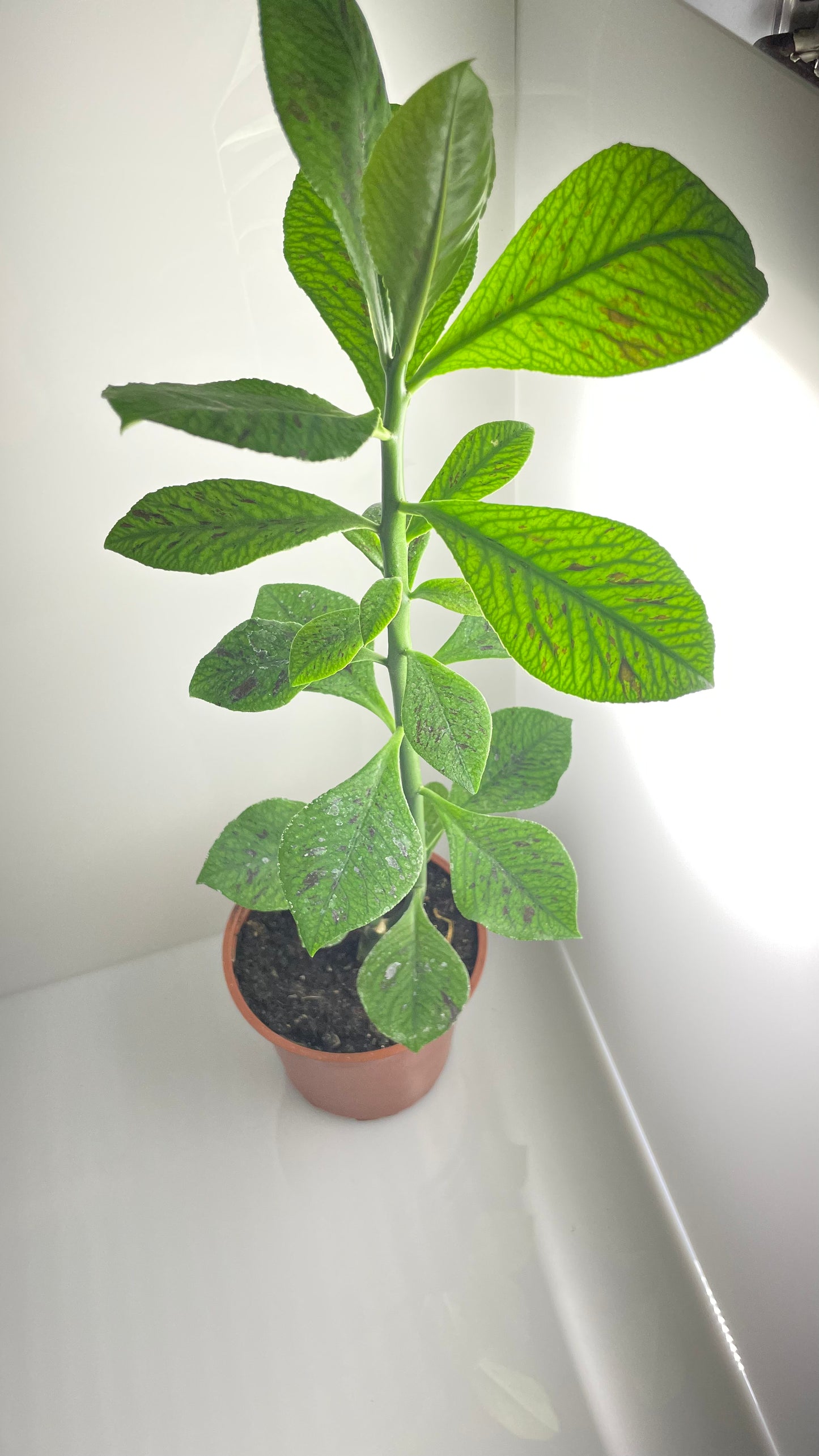 GOMERO INDIO