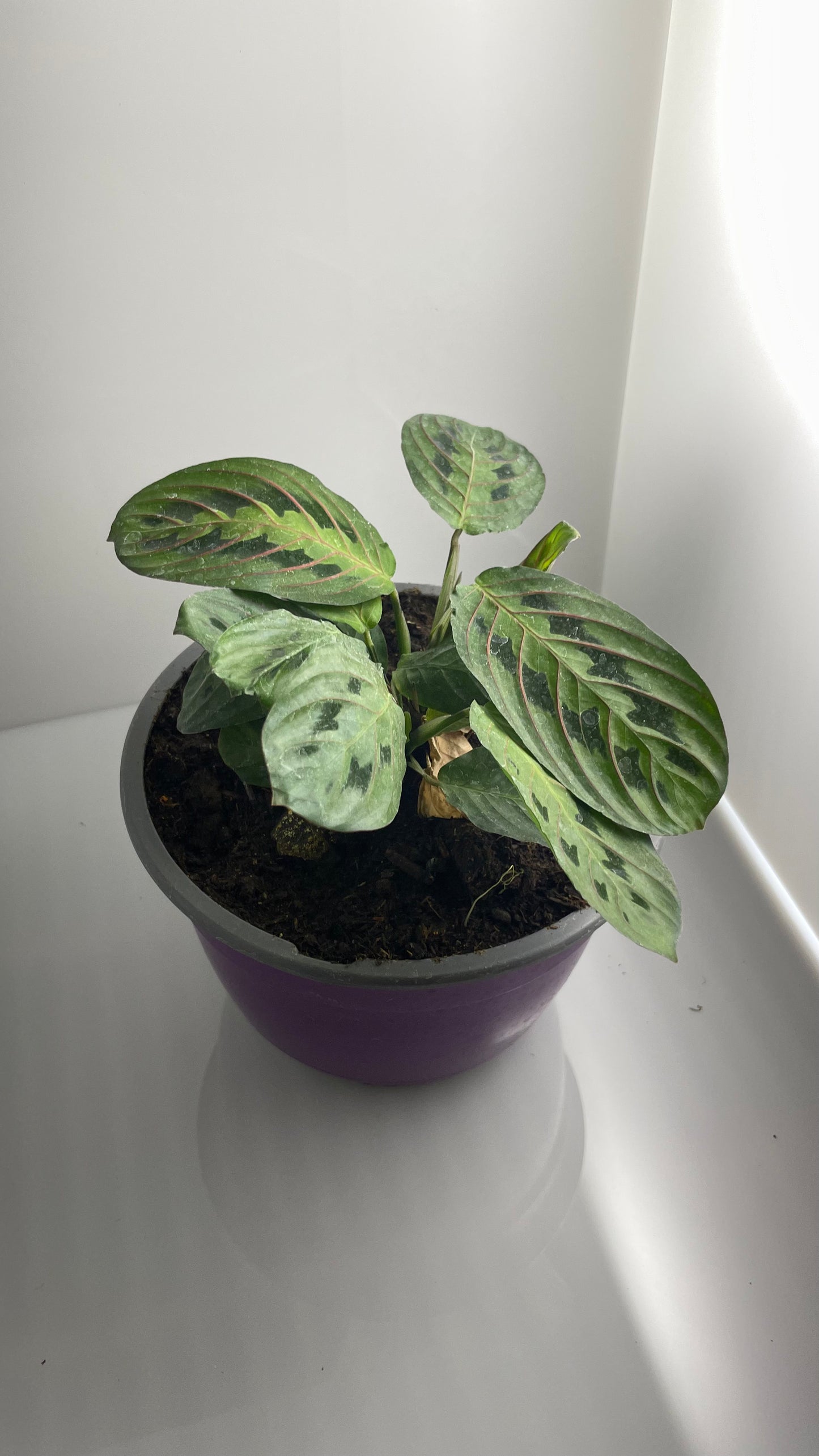 MARANTA LEUCONERA