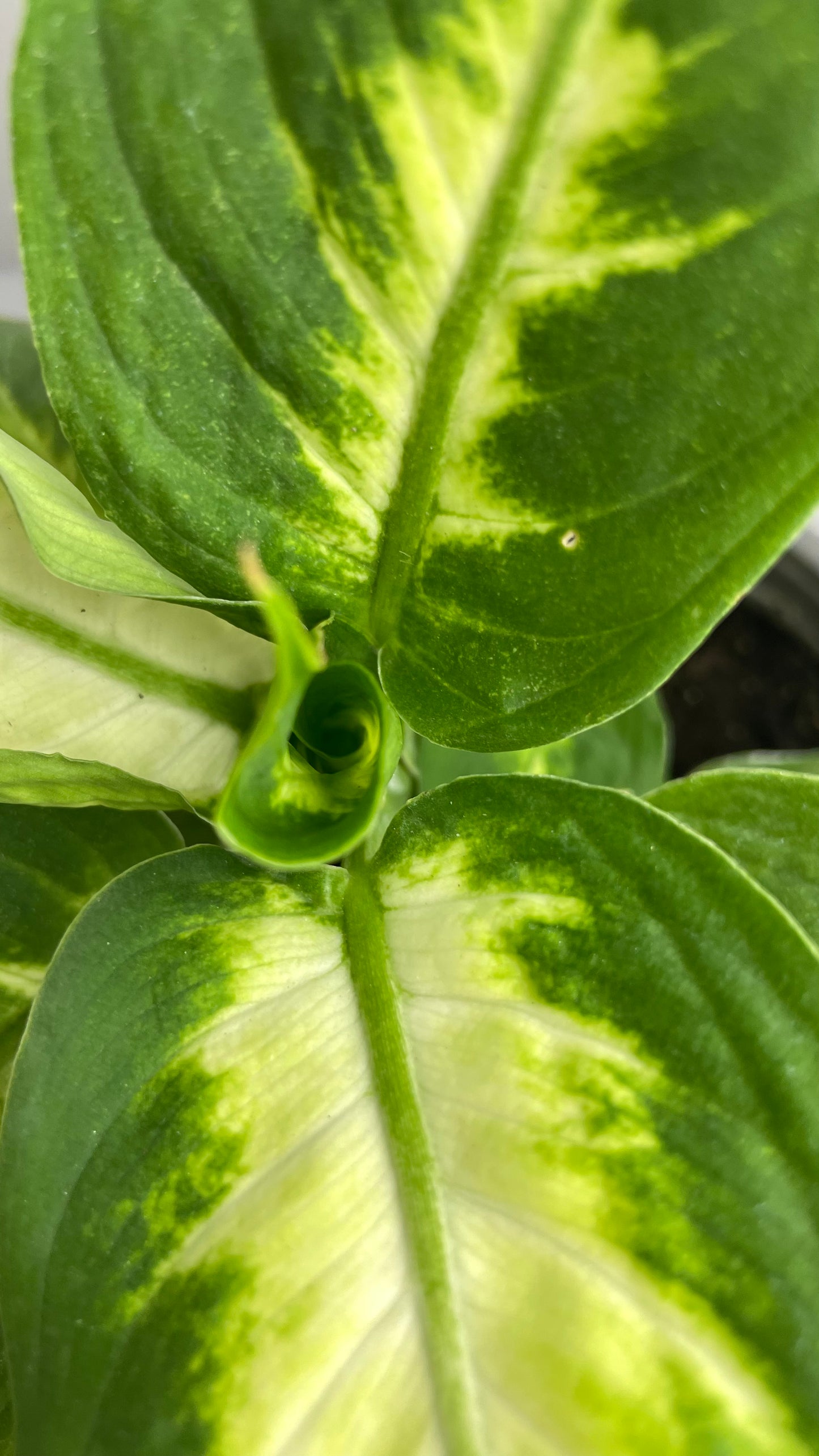 DIEFFENBACHIA