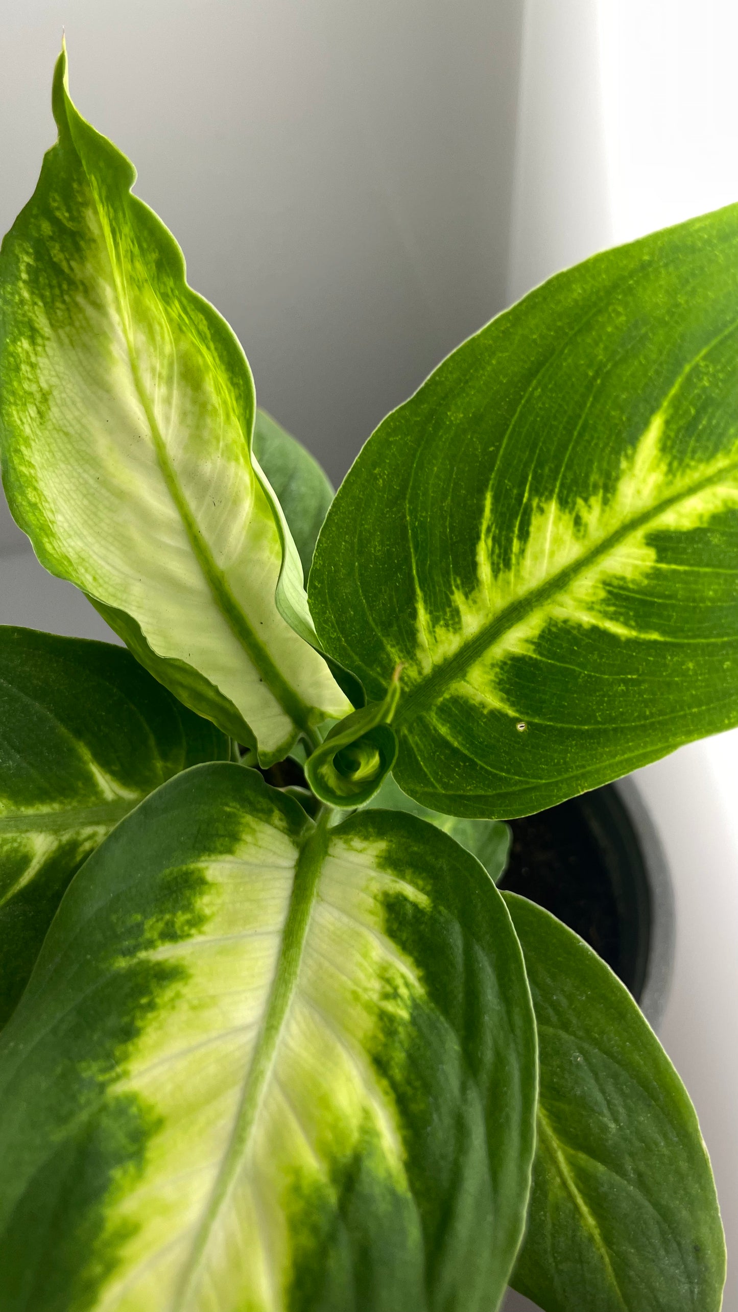 DIEFFENBACHIA