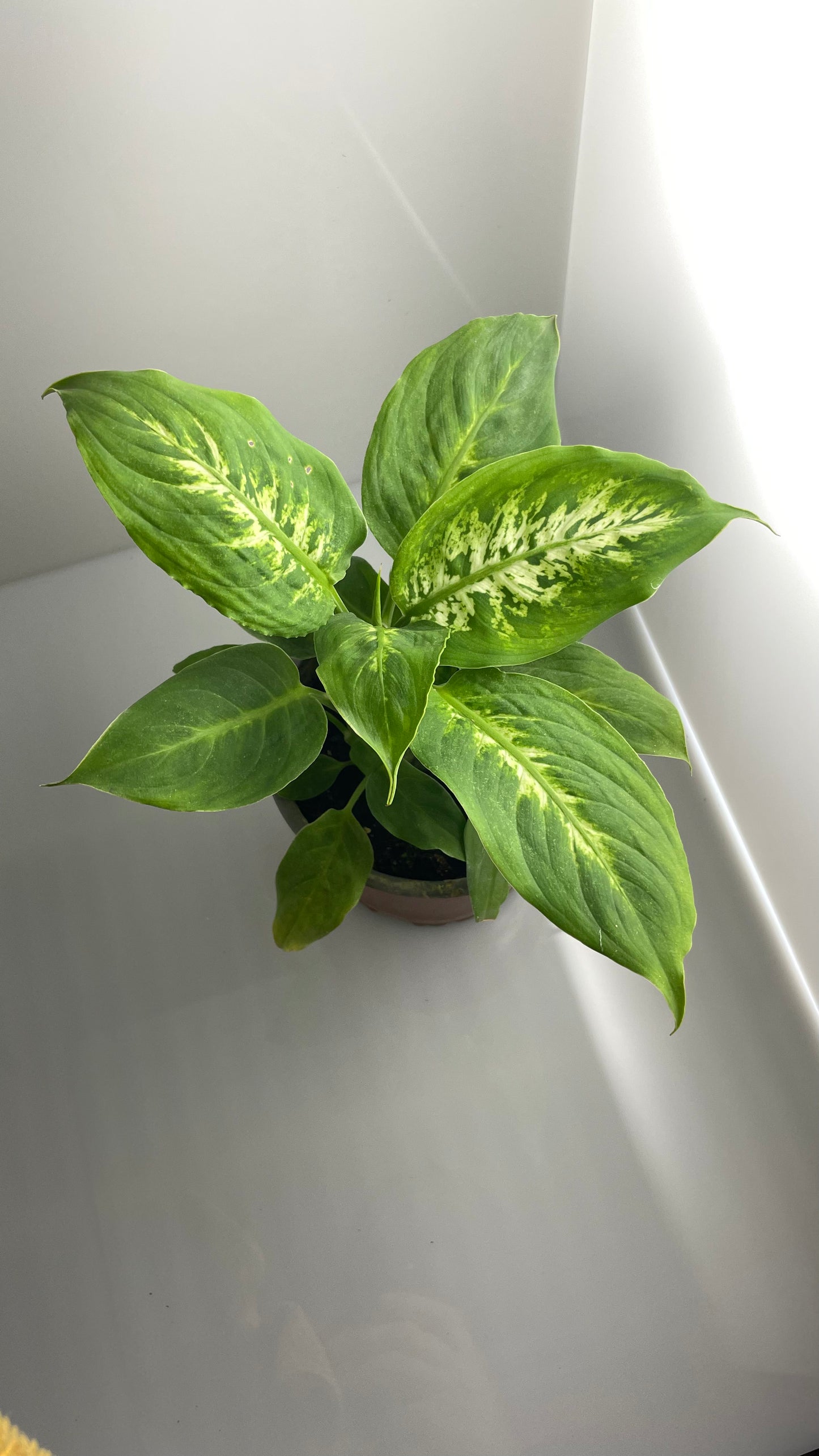 DIEFFENBACHIA