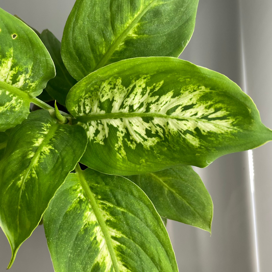DIEFFENBACHIA