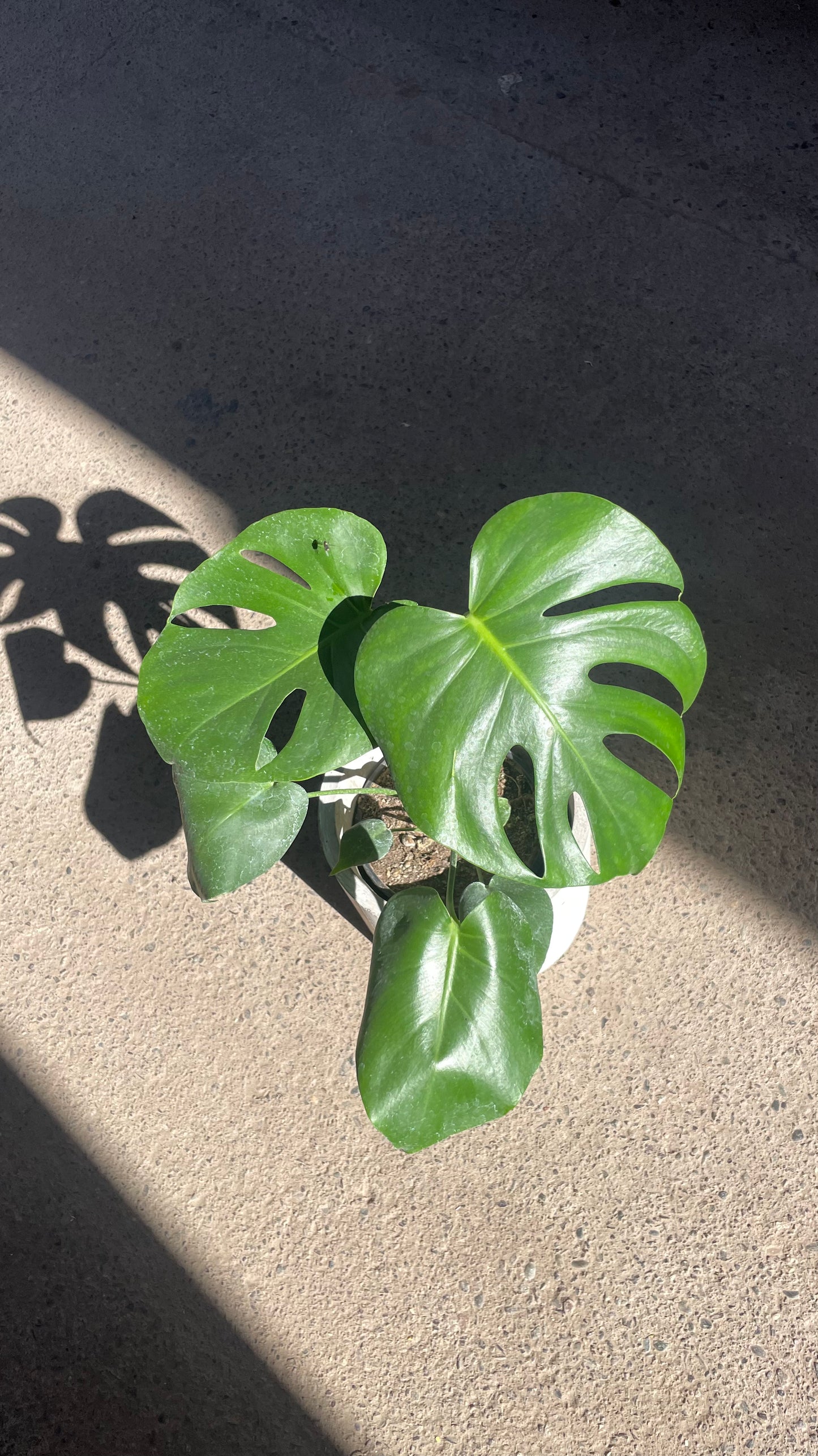 MONSTERA DELICIOSA S