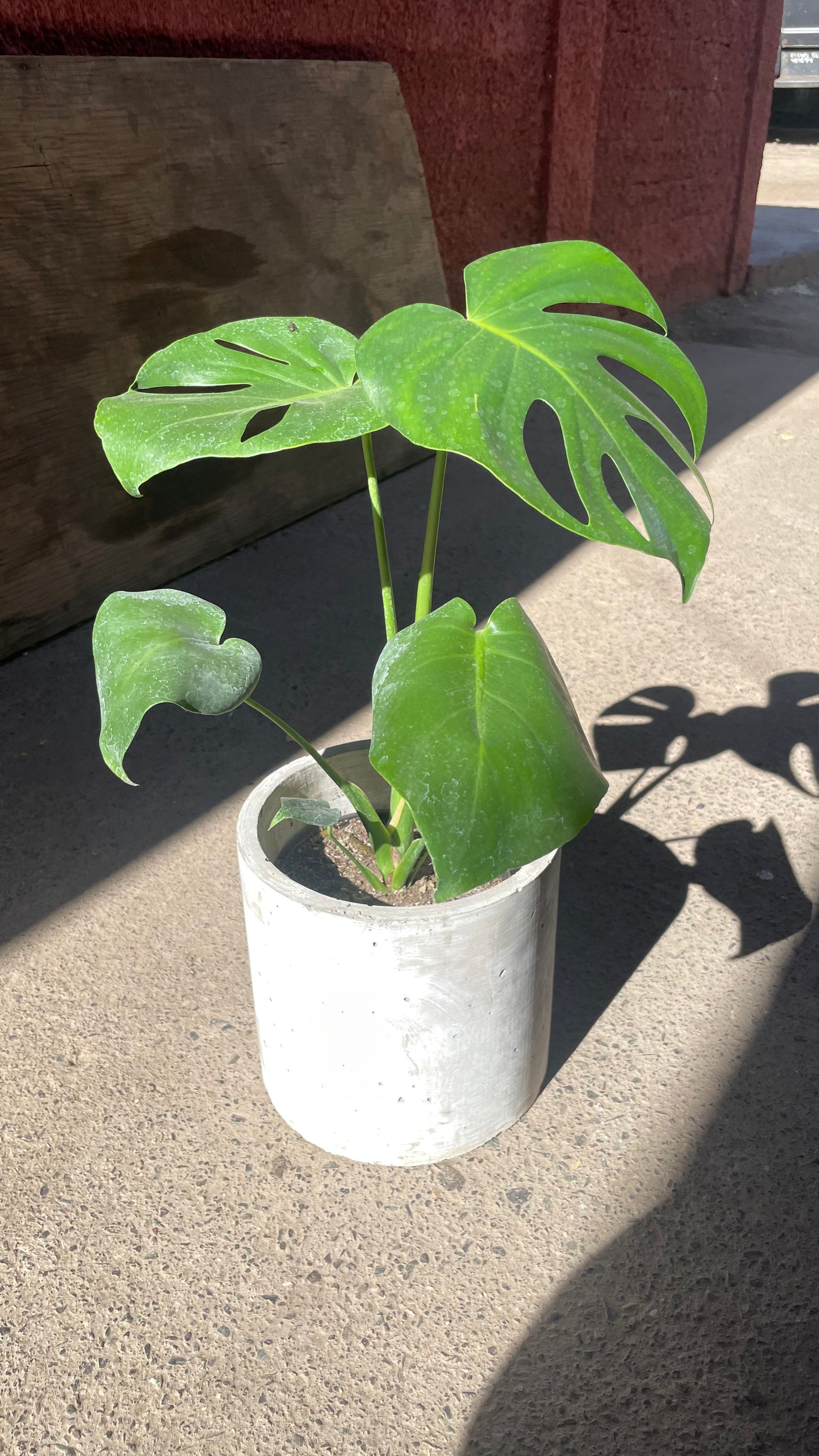MONSTERA DELICIOSA S