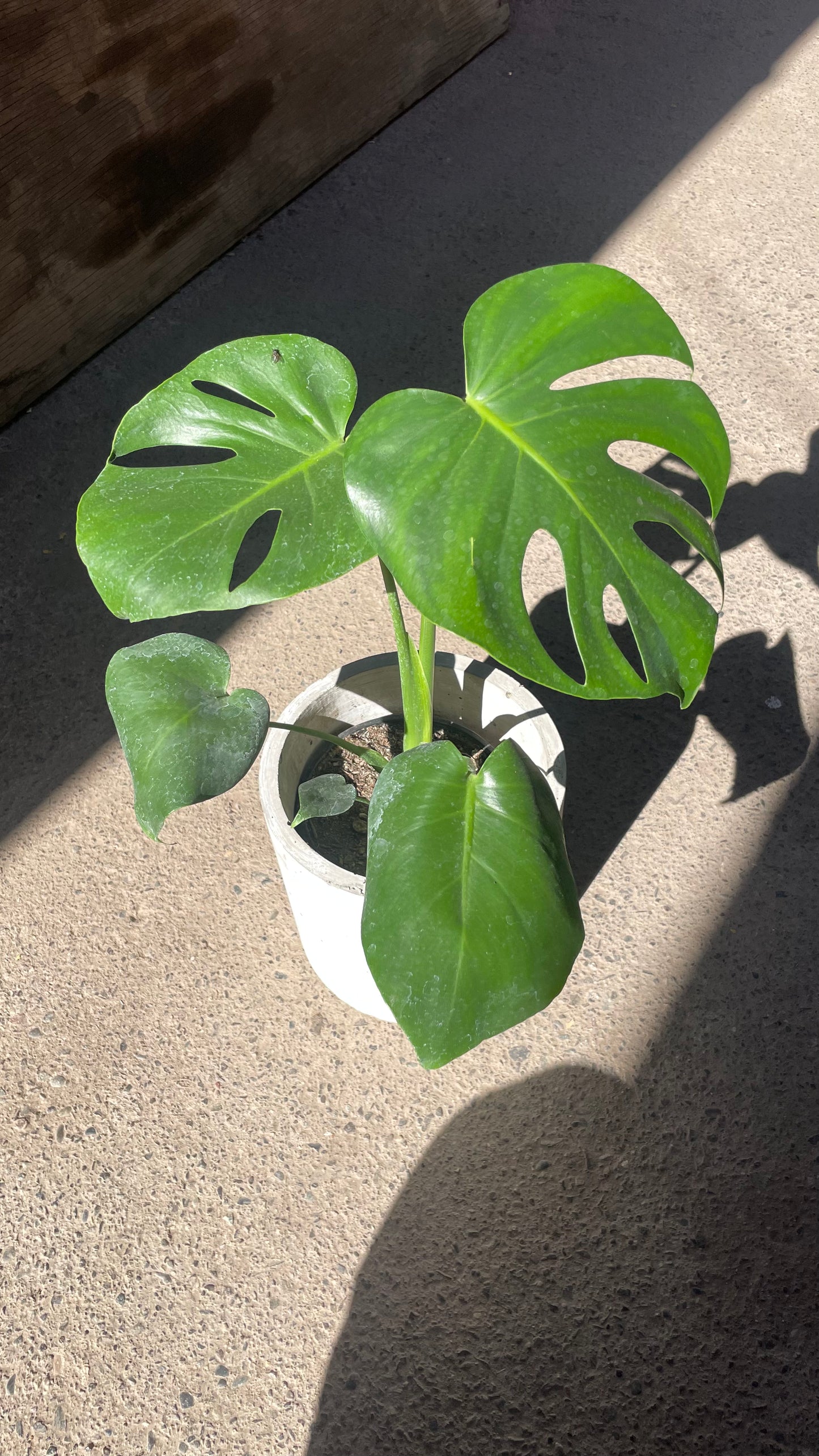 MONSTERA DELICIOSA S