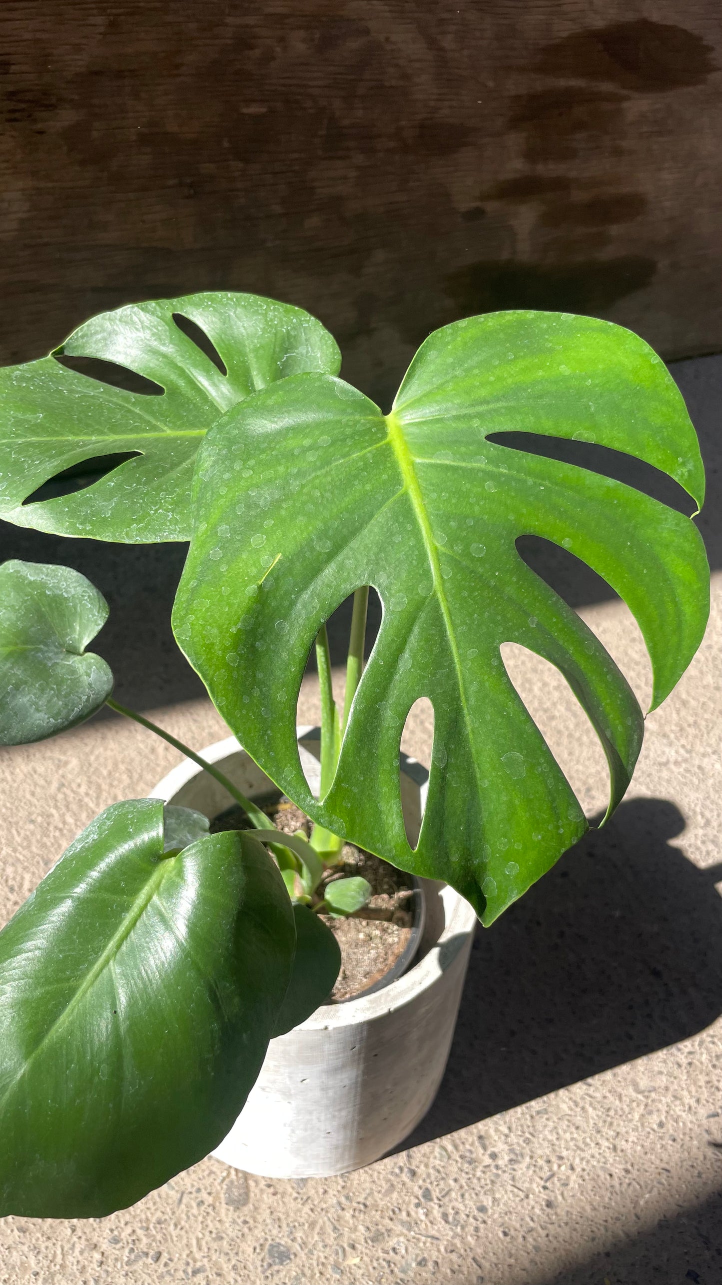 MONSTERA DELICIOSA S
