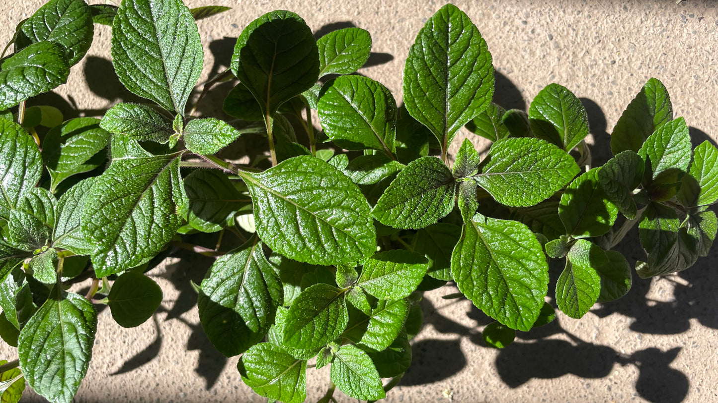 DOLAR VERDE/NEGRO