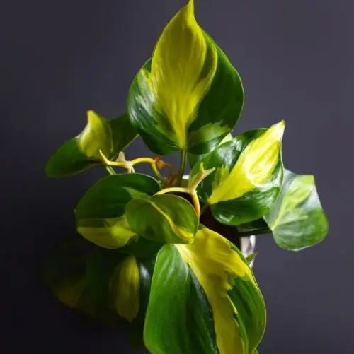 PHILODENDRON CORDATUM BRASIL