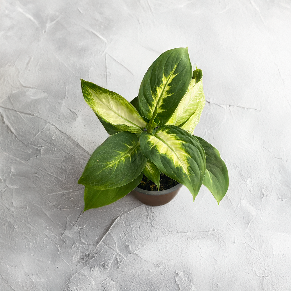 DIEFFENBACHIA