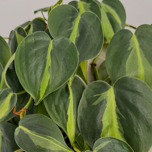 PHILODENDRON CORDATUM BRASIL