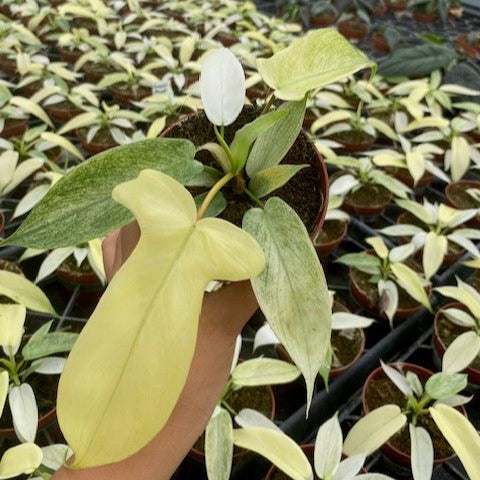 PHILODENDRON PEDATUM FLORIDA GHOST