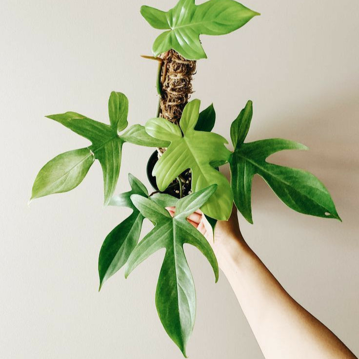 PHILODENDRON FLORIDA