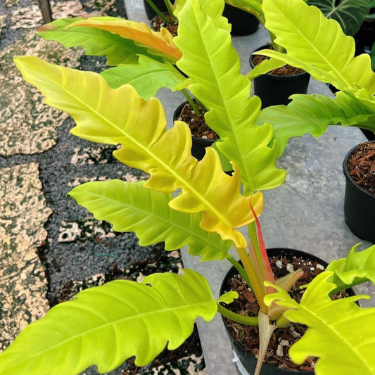 PHILODENDRON RING OF FIRE GOLDEN