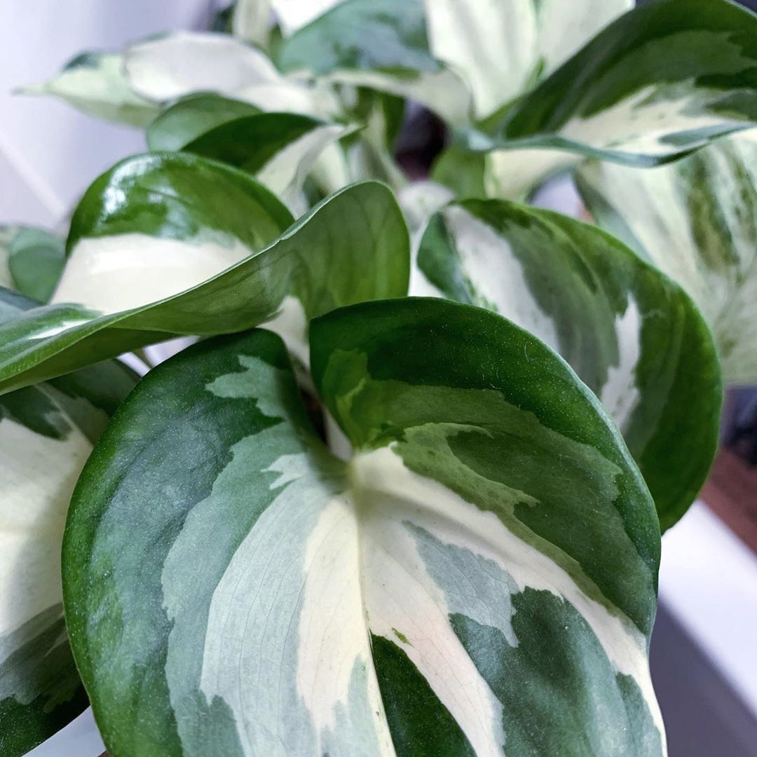 EPIPREMNUM MANJULA