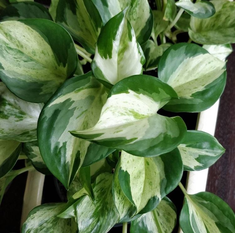 EPIPREMNUM MANJULA