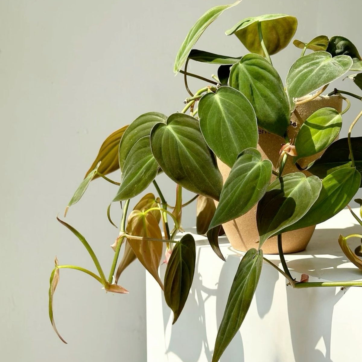 PHILODENDRON SELLOUM MICANS