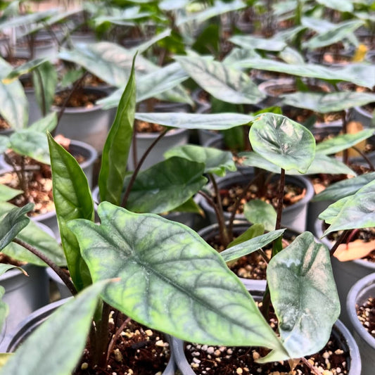 ALOCASIA HETEROPHYLLA METALLIC BLUE