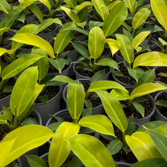 PHILODENDRON IMPERIAL GOLDEN