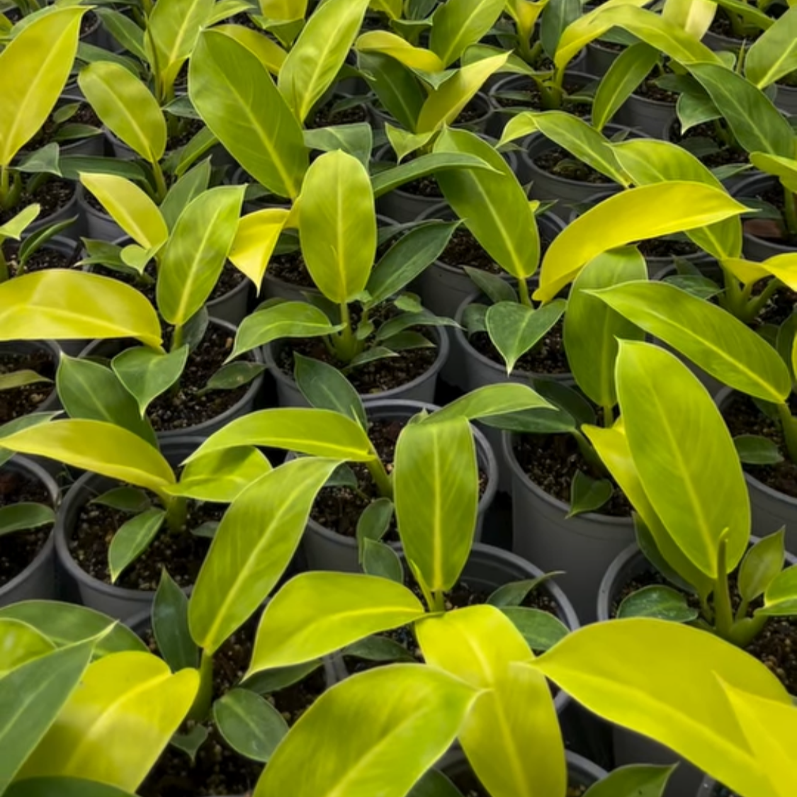 PHILODENDRON IMPERIAL GOLDEN
