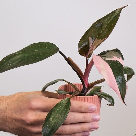 PHILODENDRON PINK PRINCESS