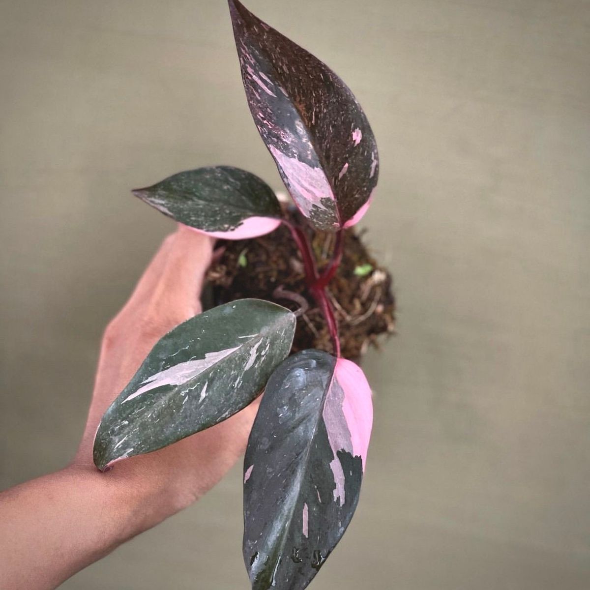 PHILODENDRON PINK PRINCESS GALAXY